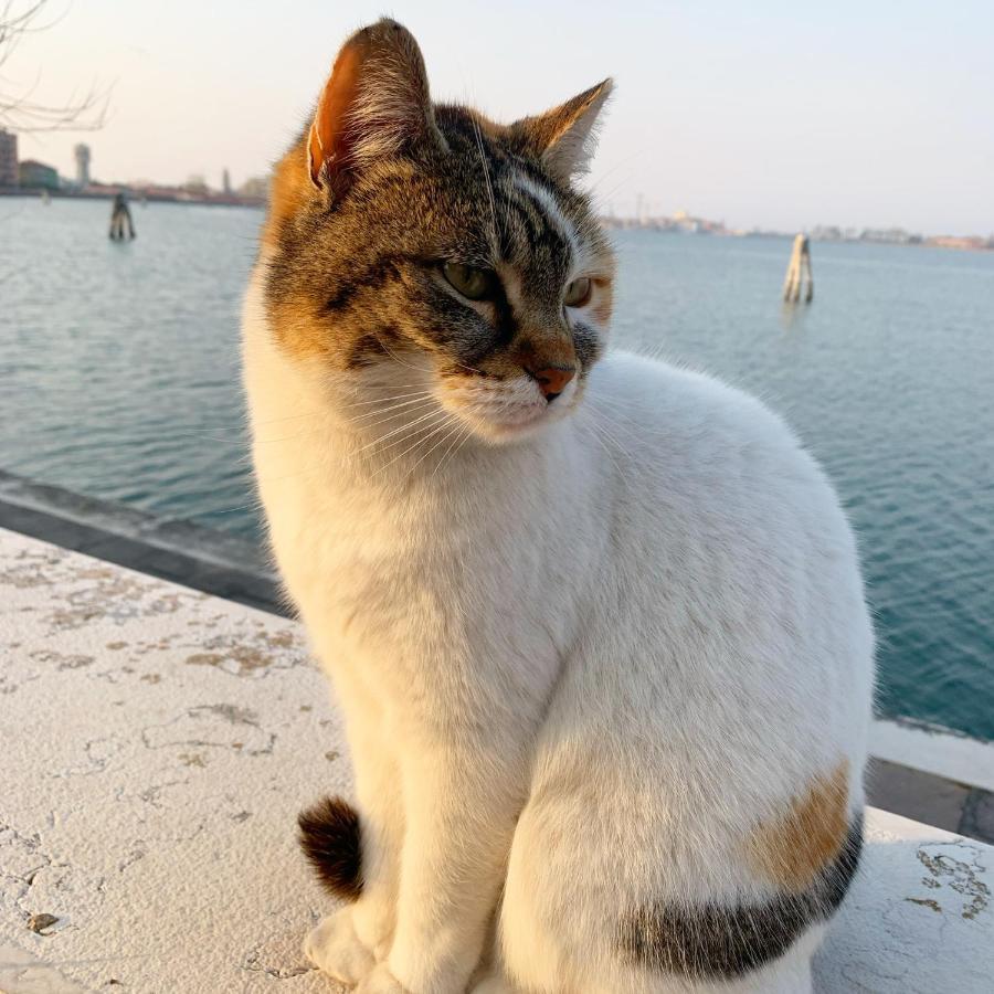 Sepa Chioggia Calle Moretti מראה חיצוני תמונה